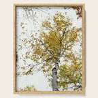 autumn maple tree - fall color nature photograph Serving Tray Gallery Image 1