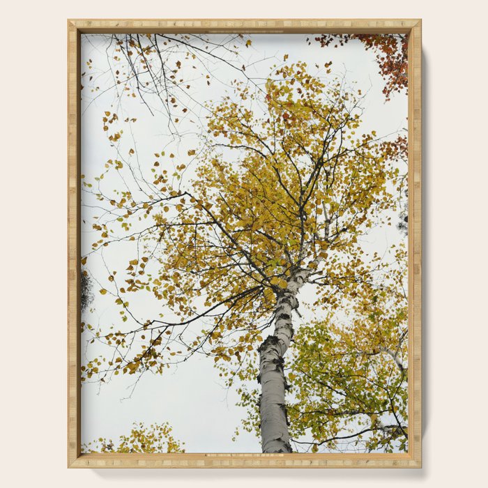autumn maple tree - fall color nature photograph Serving Tray Gallery Image 1