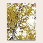 autumn maple tree - fall color nature photograph Notebook Gallery Image 4