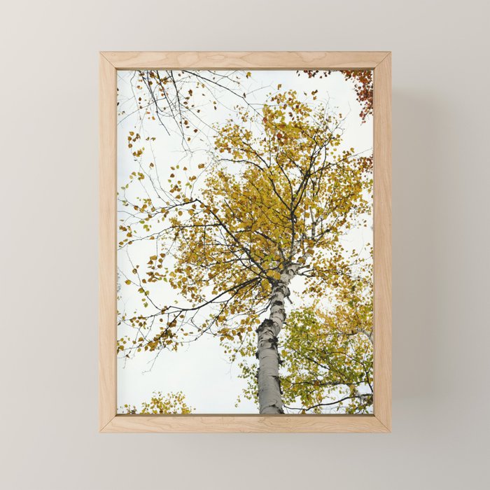 autumn maple tree - fall color nature photograph Mini Art Print Gallery Image 1