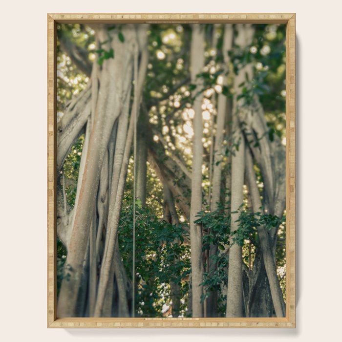 Banyan Tree - Tropical Decor Serving Tray Gallery Image 1