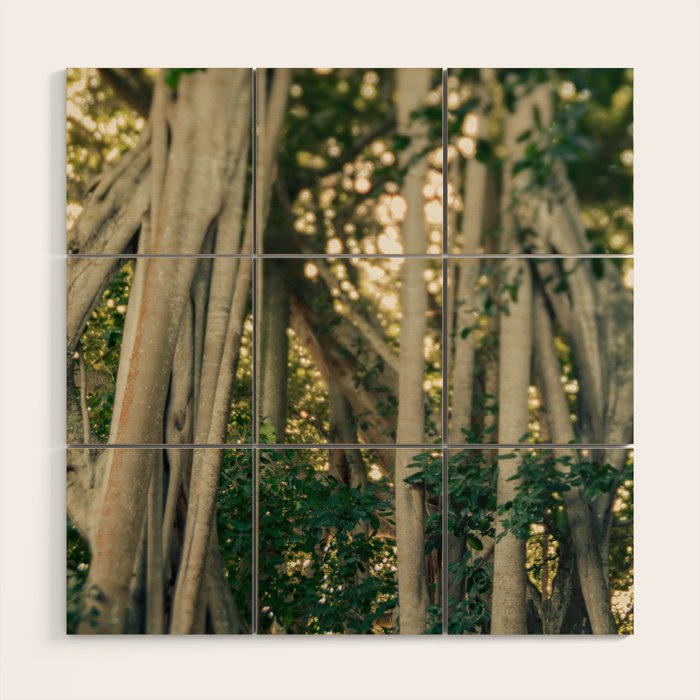 Banyan Tree - Tropical Decor Wood Wall Art Gallery Image 1