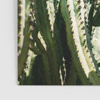 Tall cacti | Cactus photo print | Colourful travel wanderlust photography art Poster Gallery Image 3