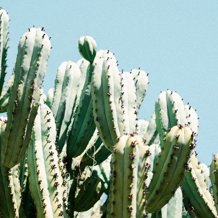 Tall cacti | Cactus photo print | Colourful travel wanderlust photography art Coffee Mug Gallery Image 2