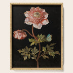 Peonies with a butterfly - Johann Christoph Bayer -1812- Antique Lifelike Botanical Nature Painting Serving Tray Gallery Image 1