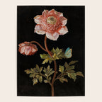 Peonies with a butterfly - Johann Christoph Bayer -1812- Antique Lifelike Botanical Nature Painting Poster Gallery Image 4