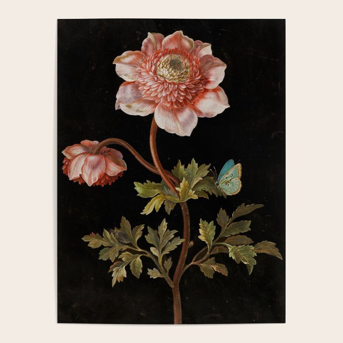 Peonies with a butterfly - Johann Christoph Bayer -1812- Antique Lifelike Botanical Nature Painting Poster Gallery Image 4