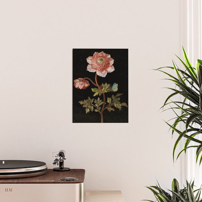 Peonies with a butterfly - Johann Christoph Bayer -1812- Antique Lifelike Botanical Nature Painting Poster Gallery Image 2