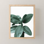 Rubber fig Plant Mini Art Print Gallery Image 1