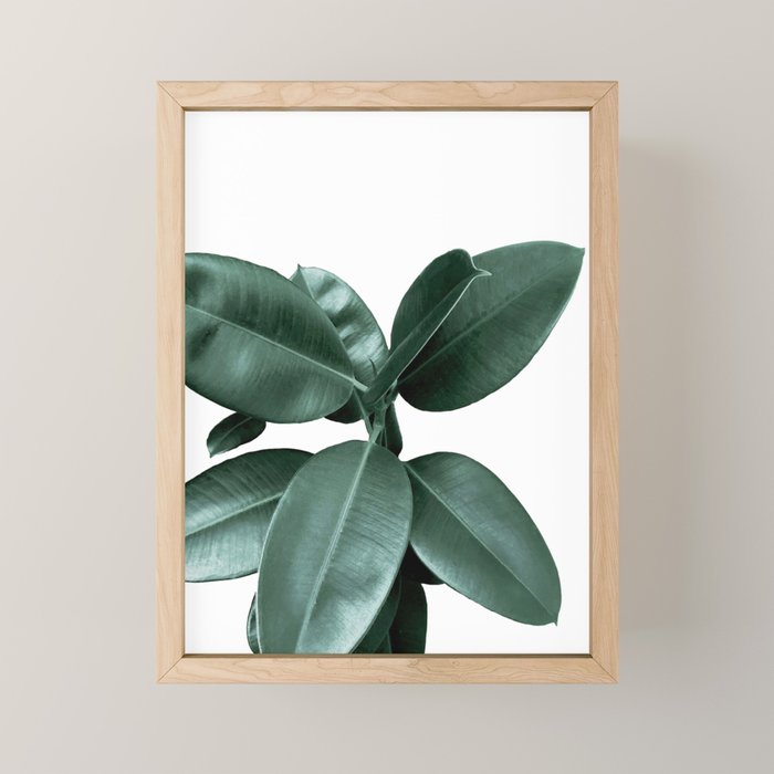 Rubber fig Plant Mini Art Print Gallery Image 1
