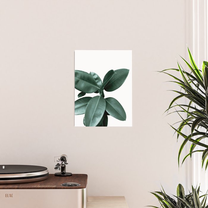 Rubber fig Plant Poster Gallery Image 2