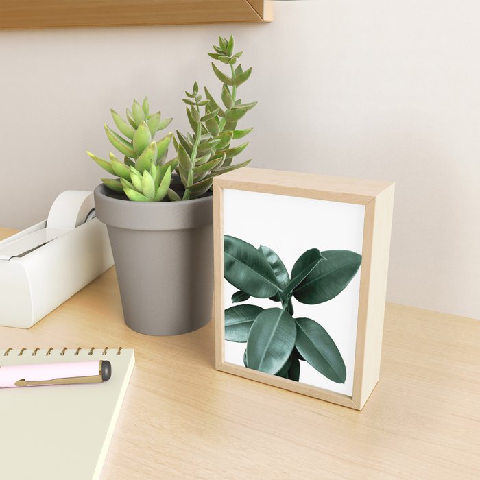 Rubber fig Plant Mini Art Print Gallery Image 2
