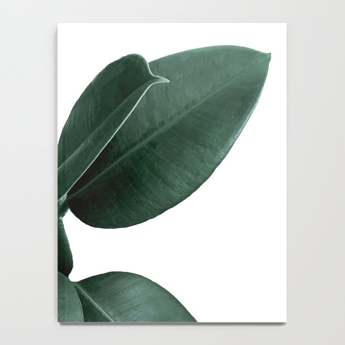 Rubber fig Plant Notebook Gallery Image 4