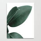 Rubber fig Plant Notebook Gallery Image 4