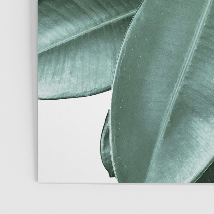 Rubber fig Plant Poster Gallery Image 3
