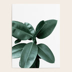 Rubber fig Plant Poster Gallery Image 4