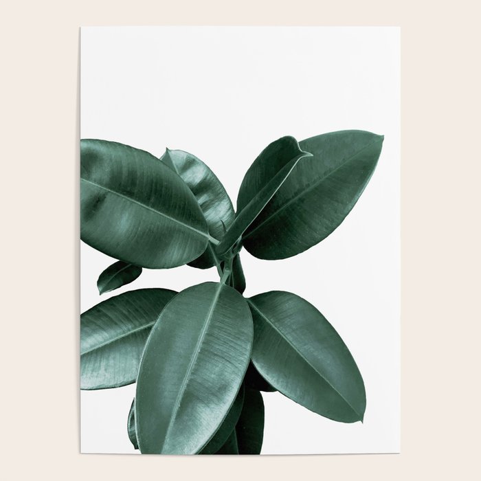 Rubber fig Plant Poster Gallery Image 4