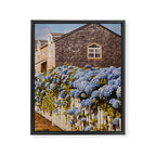 Cannon Beach Hydrangeas  Framed Canvas Print Gallery Image 6