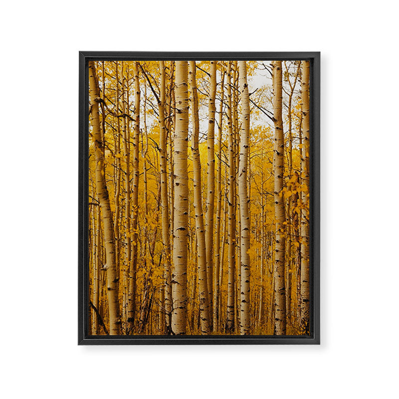 Fairplay Forest Framed Canvas Print Gallery Image 3