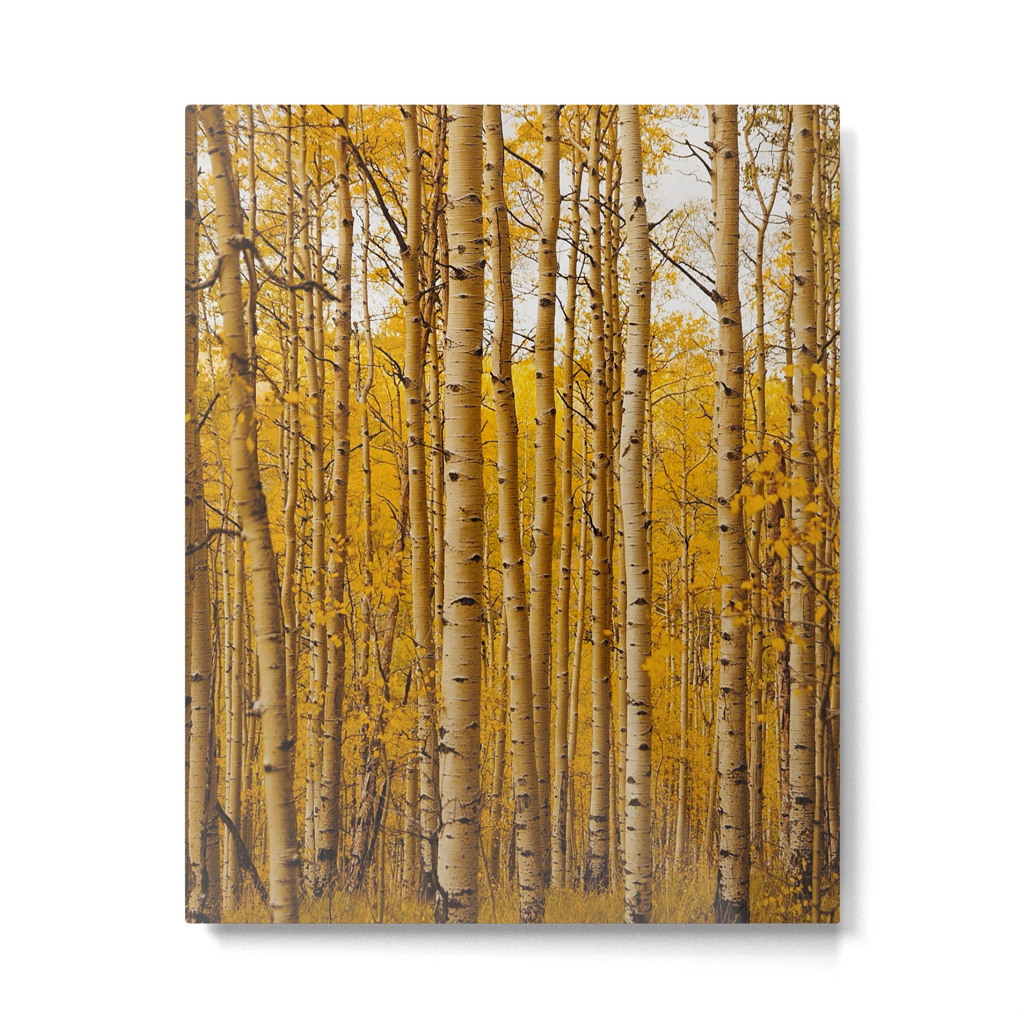 Fairplay Forest Metal Print Gallery Image 4
