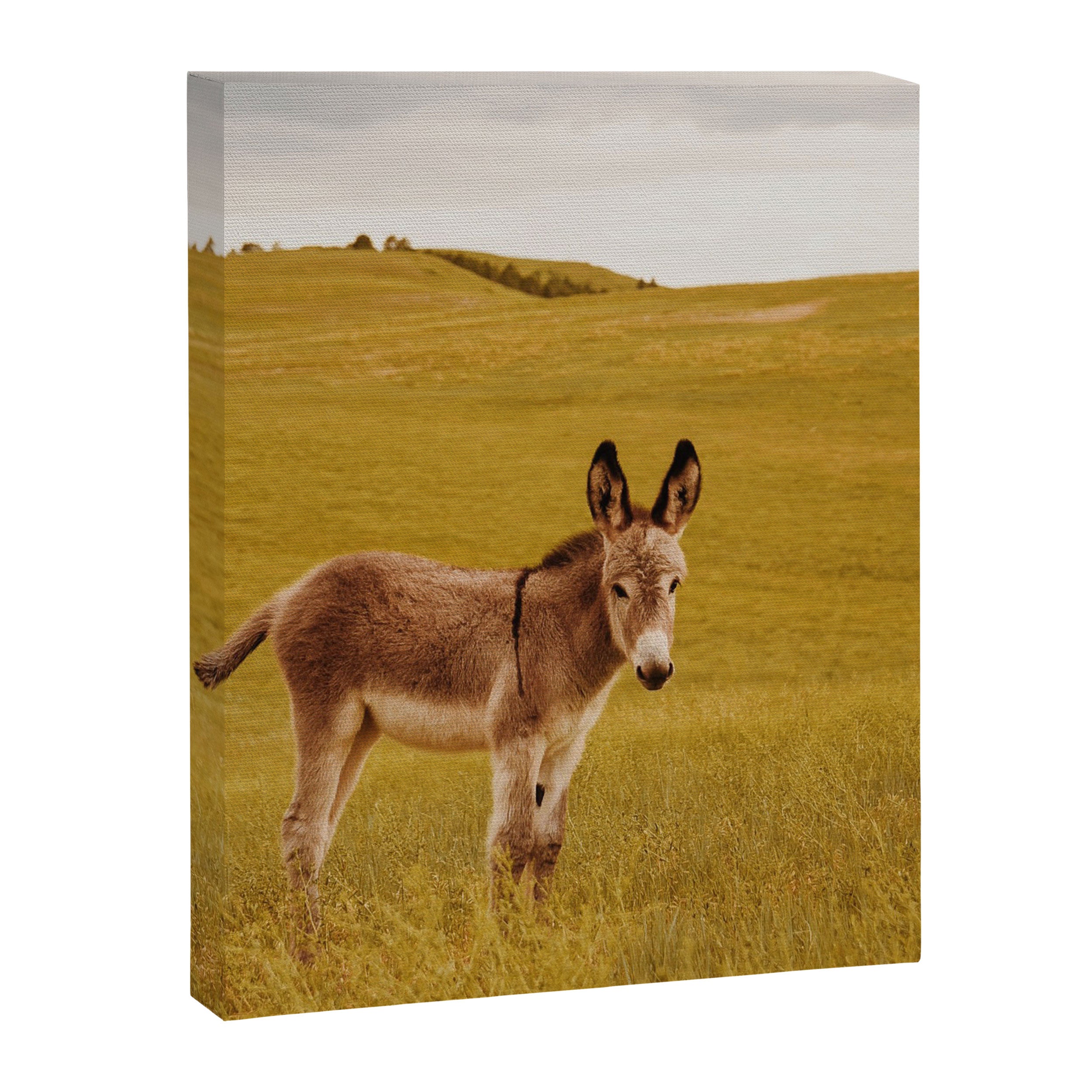 Hee Haw Canvas Print Gallery Image 6