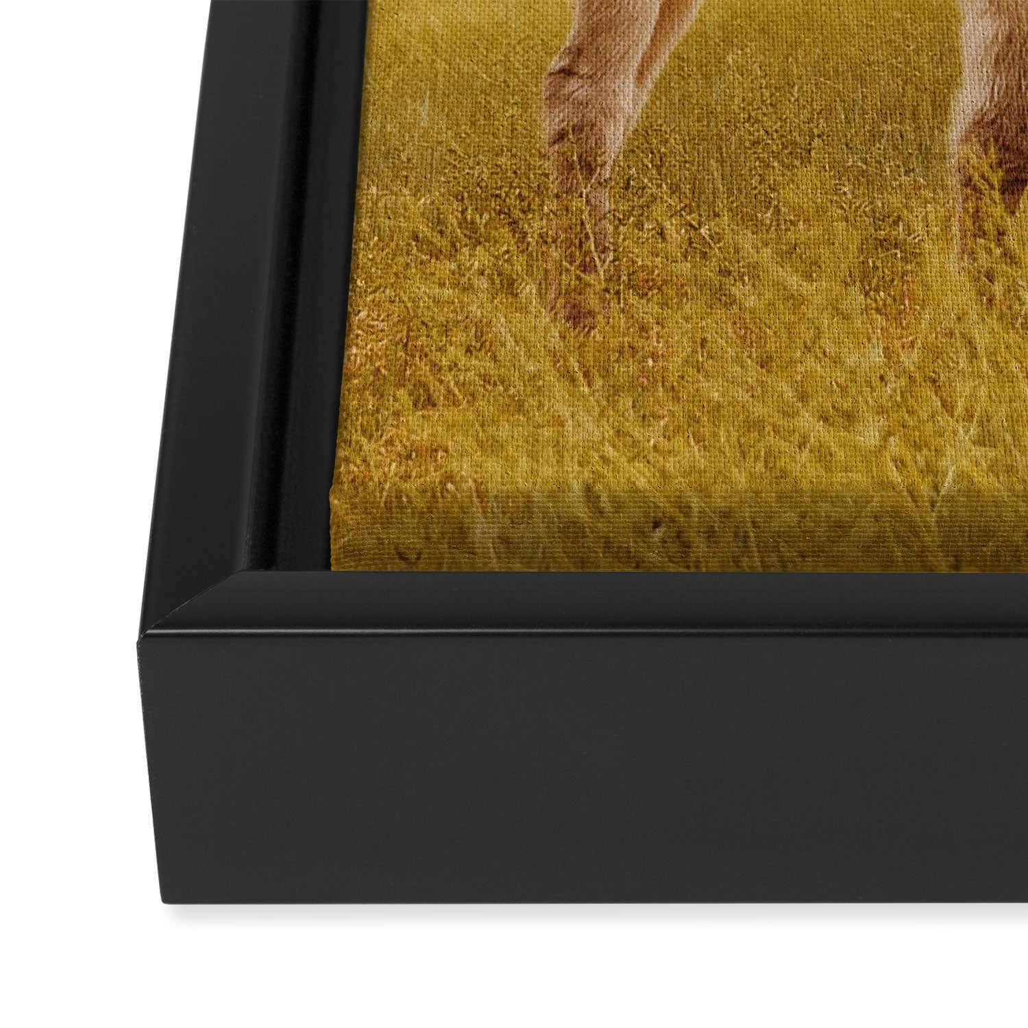 Hee Haw Framed Canvas Print Gallery Image 3