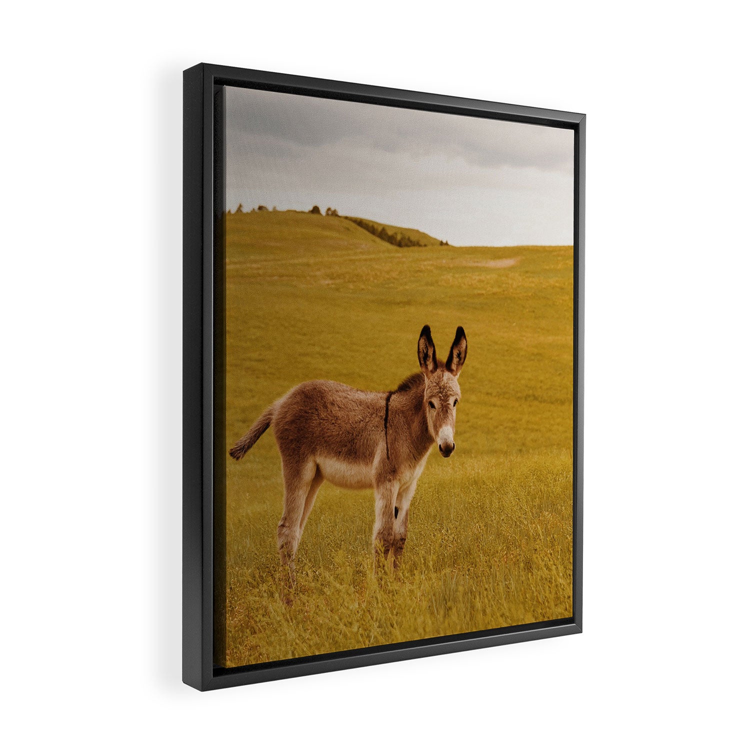 Hee Haw Framed Canvas Print Gallery Image 2