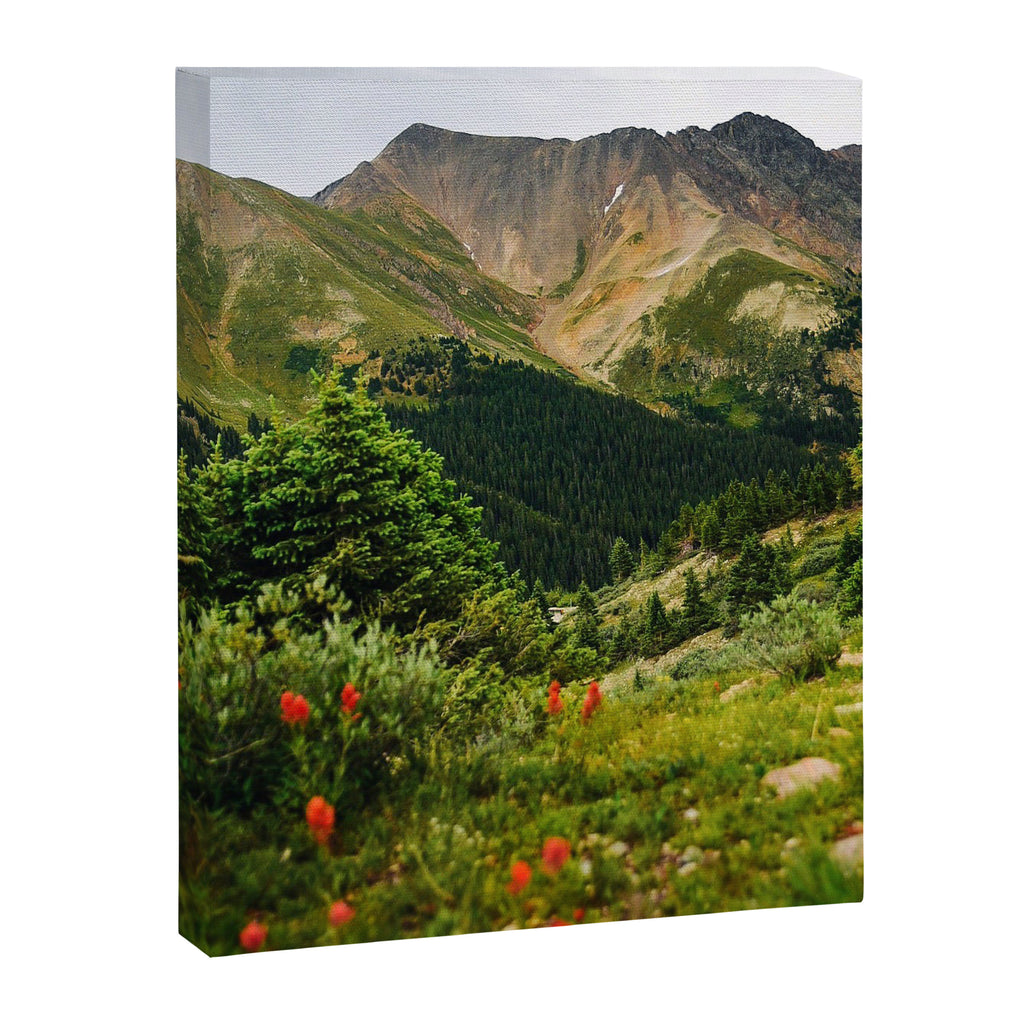 Loveland Pass Paintbrush Canvas Print Gallery Image 6