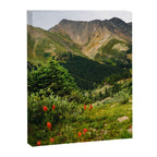 Loveland Pass Paintbrush Canvas Print Gallery Image 6