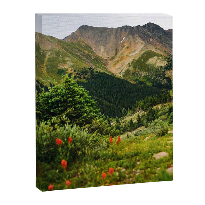 Loveland Pass Paintbrush Canvas Print Gallery Image 1