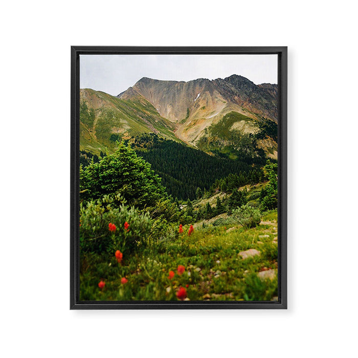 Loveland Pass Paintbrush Framed Canvas Print Gallery Image 1