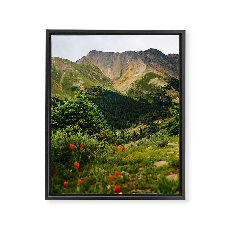 Loveland Pass Paintbrush Framed Canvas Print Gallery Image 6