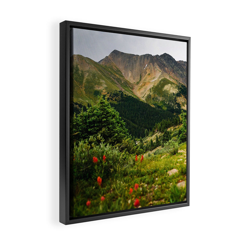 Loveland Pass Paintbrush Framed Canvas Print Gallery Image 2