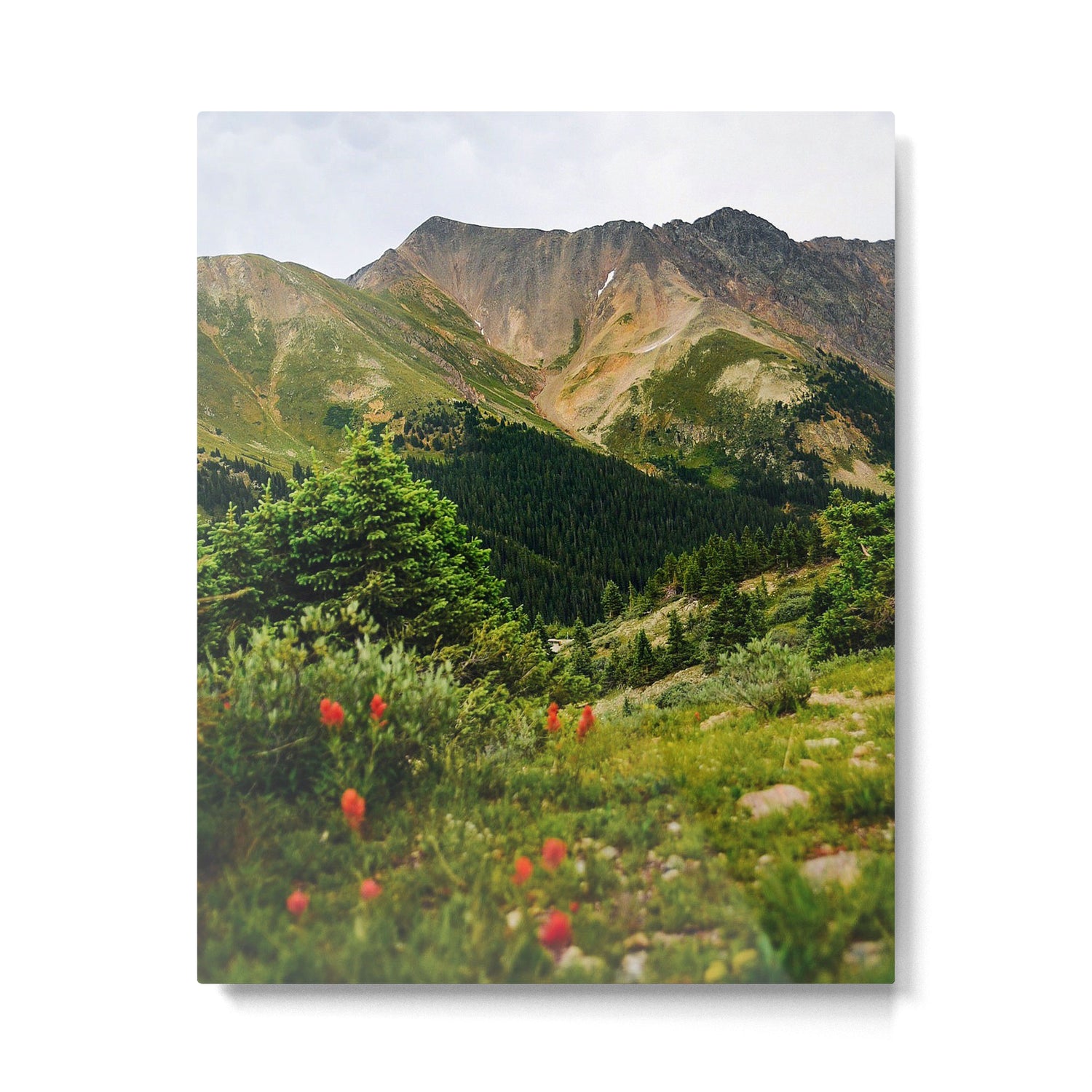 Loveland Pass Paintbrush Metal Print Gallery Image 4
