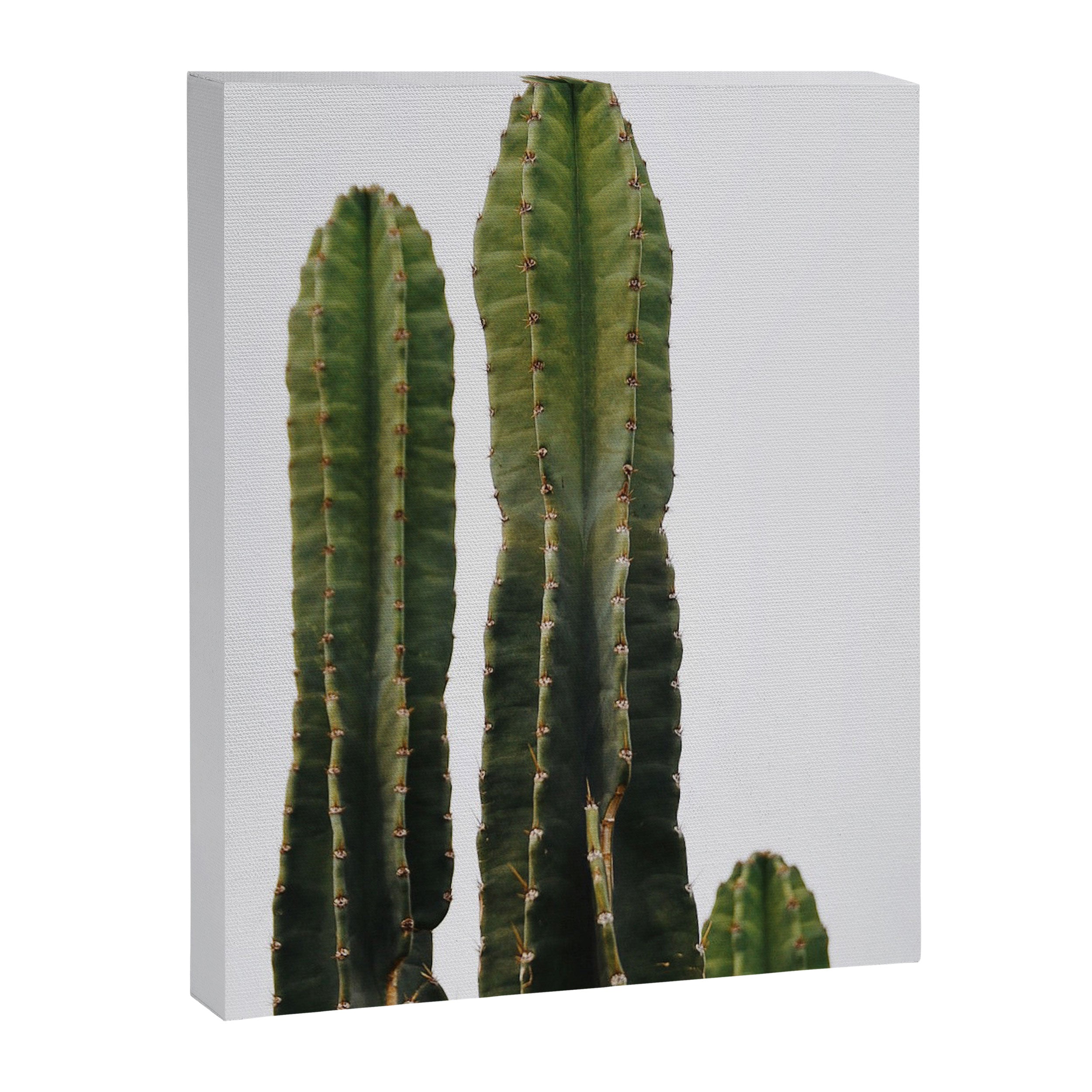 Minimalist Cactus Canvas Print Gallery Image 6