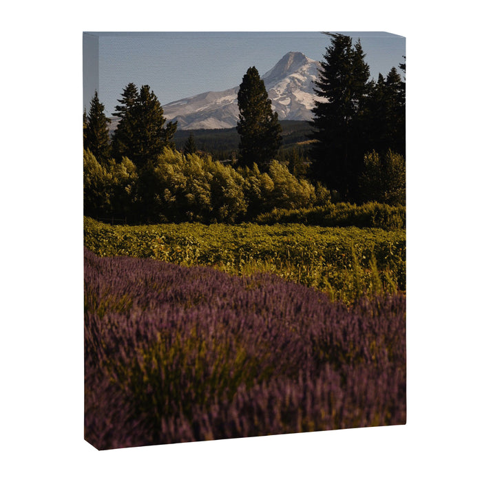 Mount Hood Lavender Farm Canvas Print Gallery Image 1