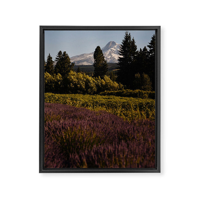 Mount Hood Lavender Farm Framed Canvas Print Gallery Image 1