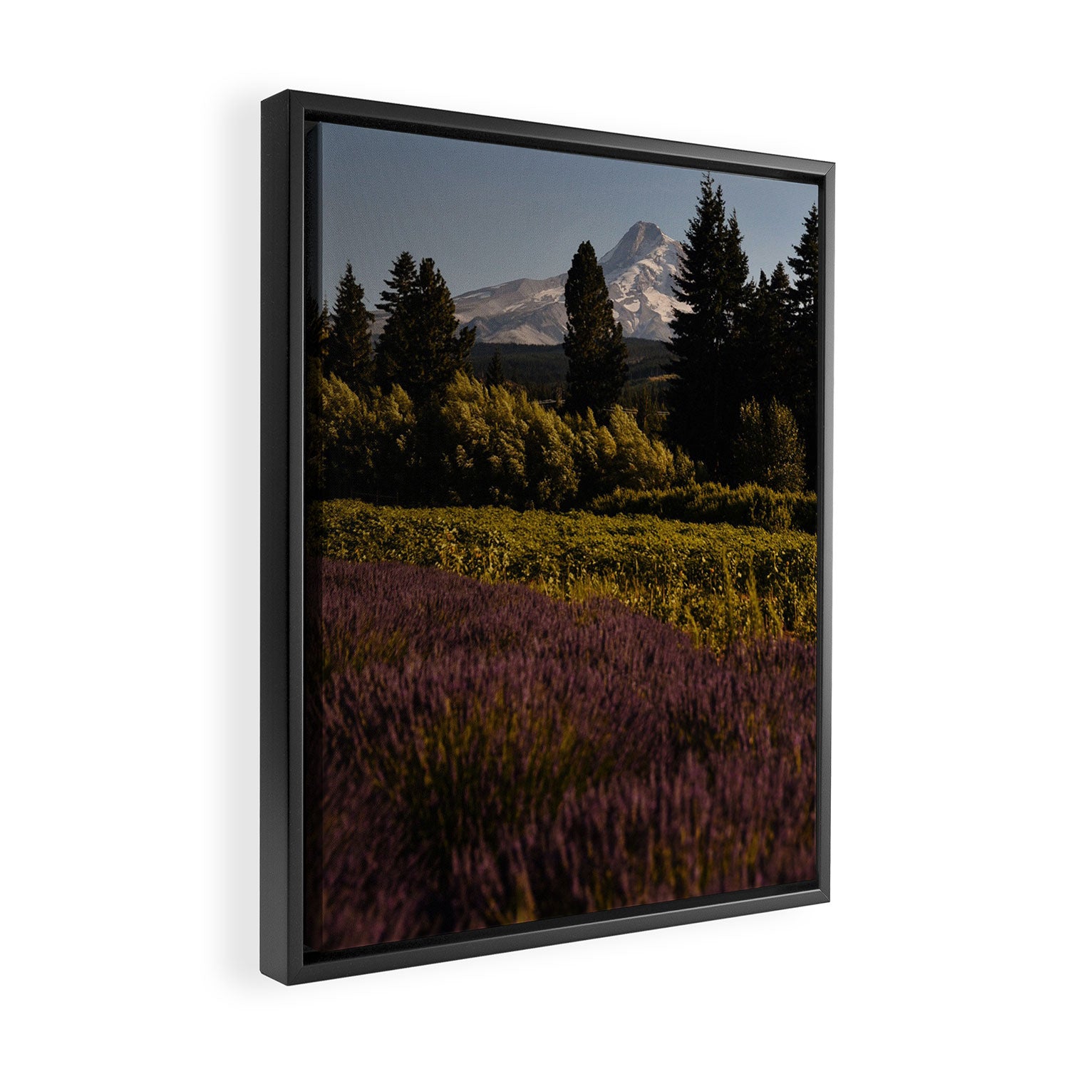 Mount Hood Lavender Farm Framed Canvas Print Gallery Image 2