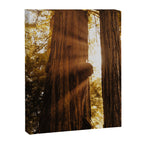Redwood Forest Sunbeams Canvas Print Gallery Image 6