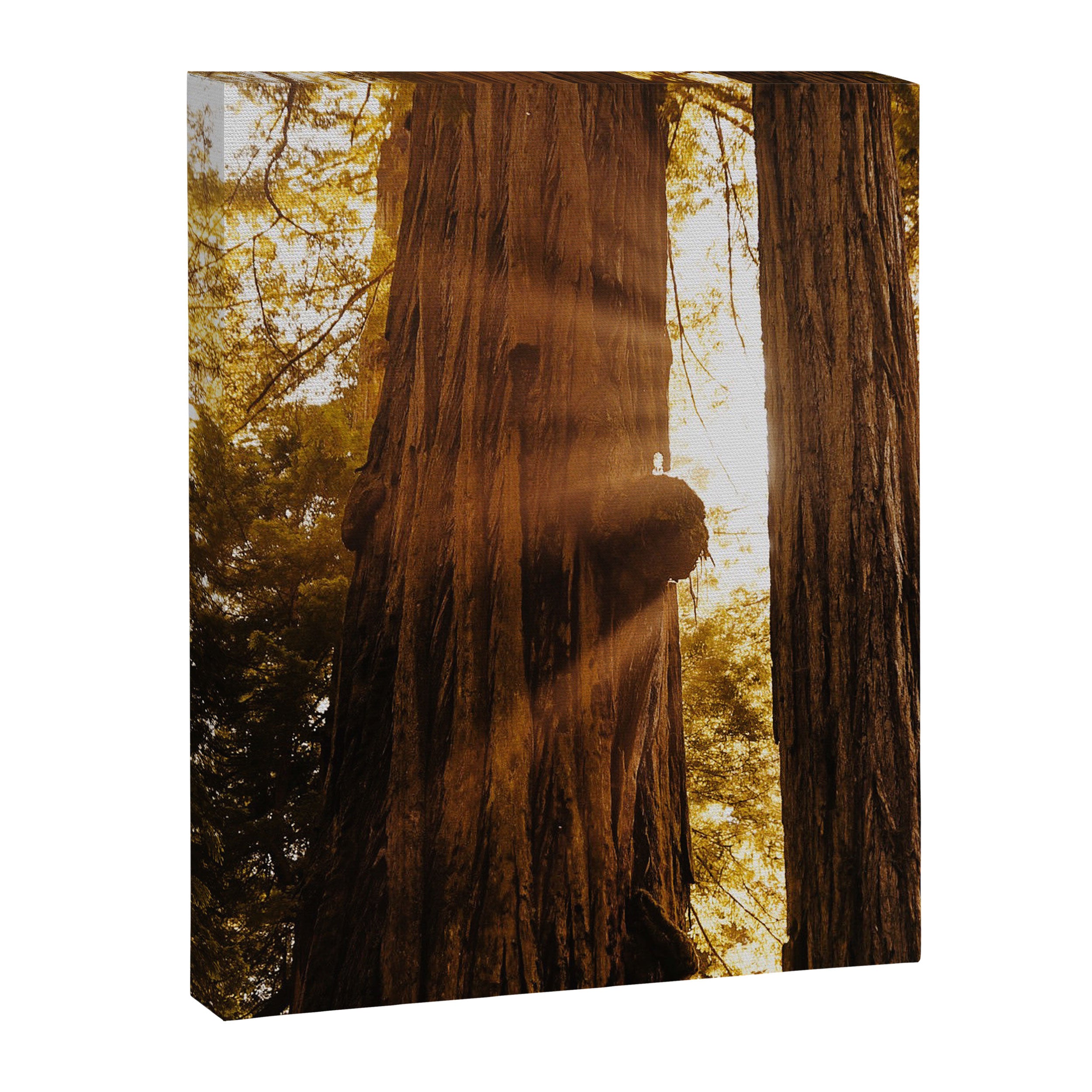 Redwood Forest Sunbeams Canvas Print Gallery Image 6