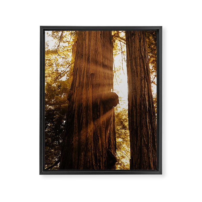 Redwood Forest Sunbeams Framed Canvas Print Gallery Image 1