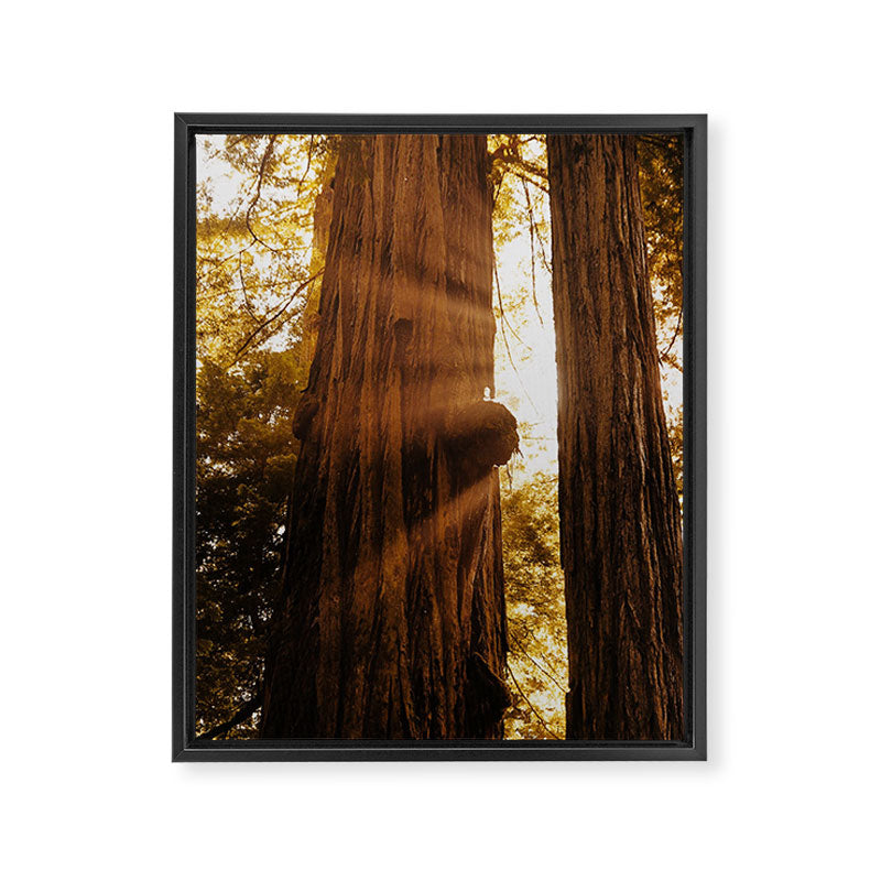 Redwood Forest Sunbeams Framed Canvas Print Gallery Image 6