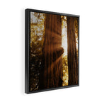 Redwood Forest Sunbeams Framed Canvas Print Gallery Image 2
