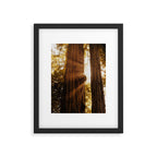 Redwood Forest Sunbeams Framed Art Print Gallery Image 5