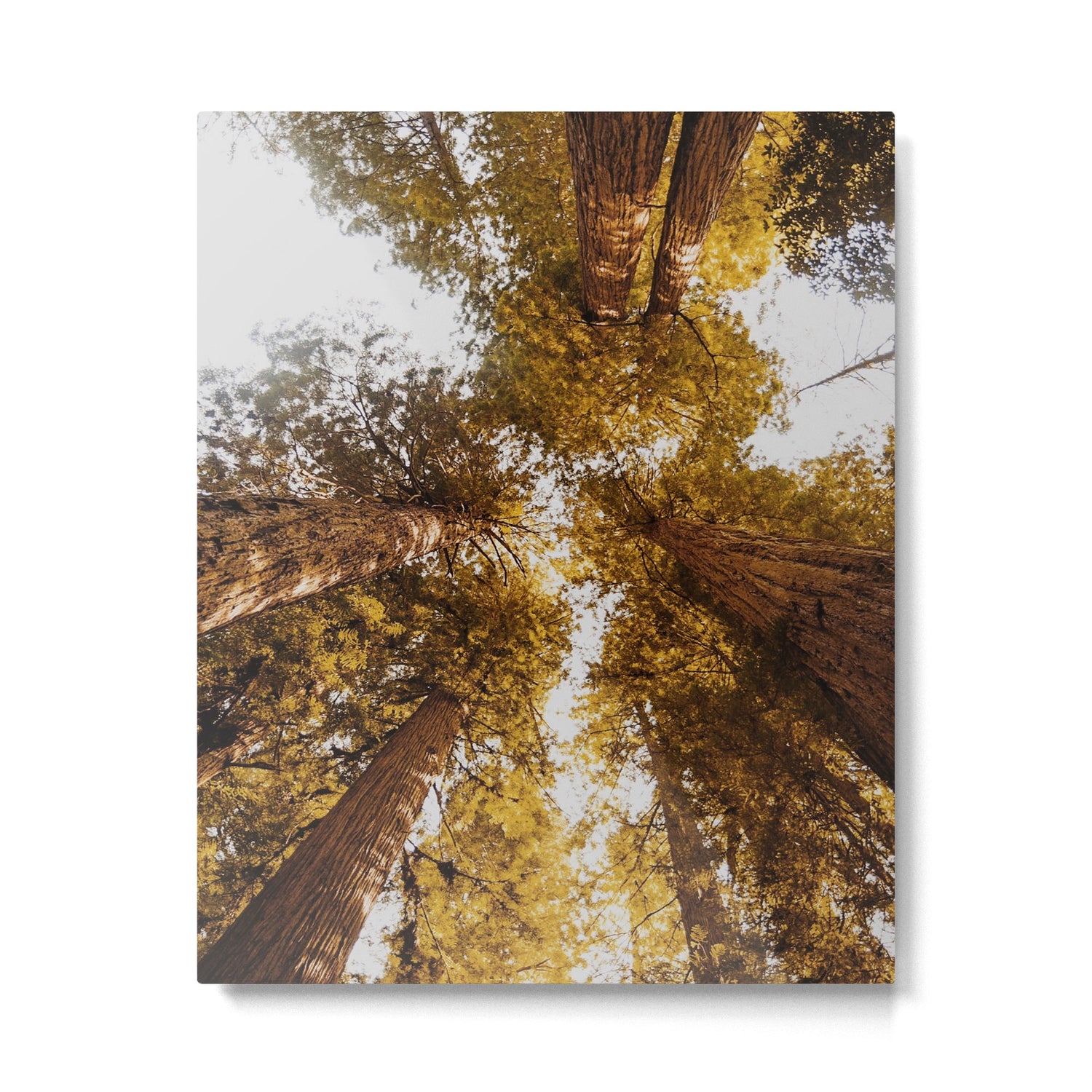 Things Are Looking Up Metal Print Gallery Image 4