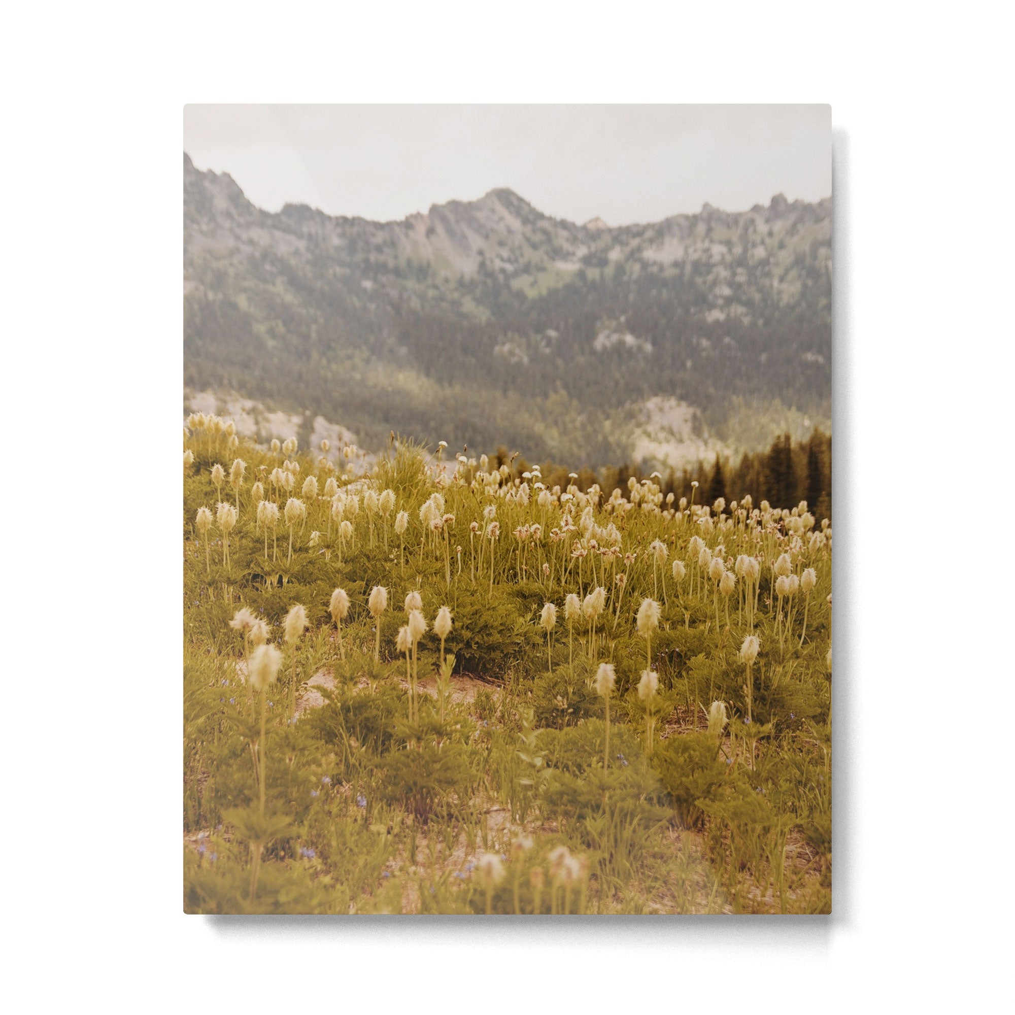 Truffula Trees Metal Print Gallery Image 4