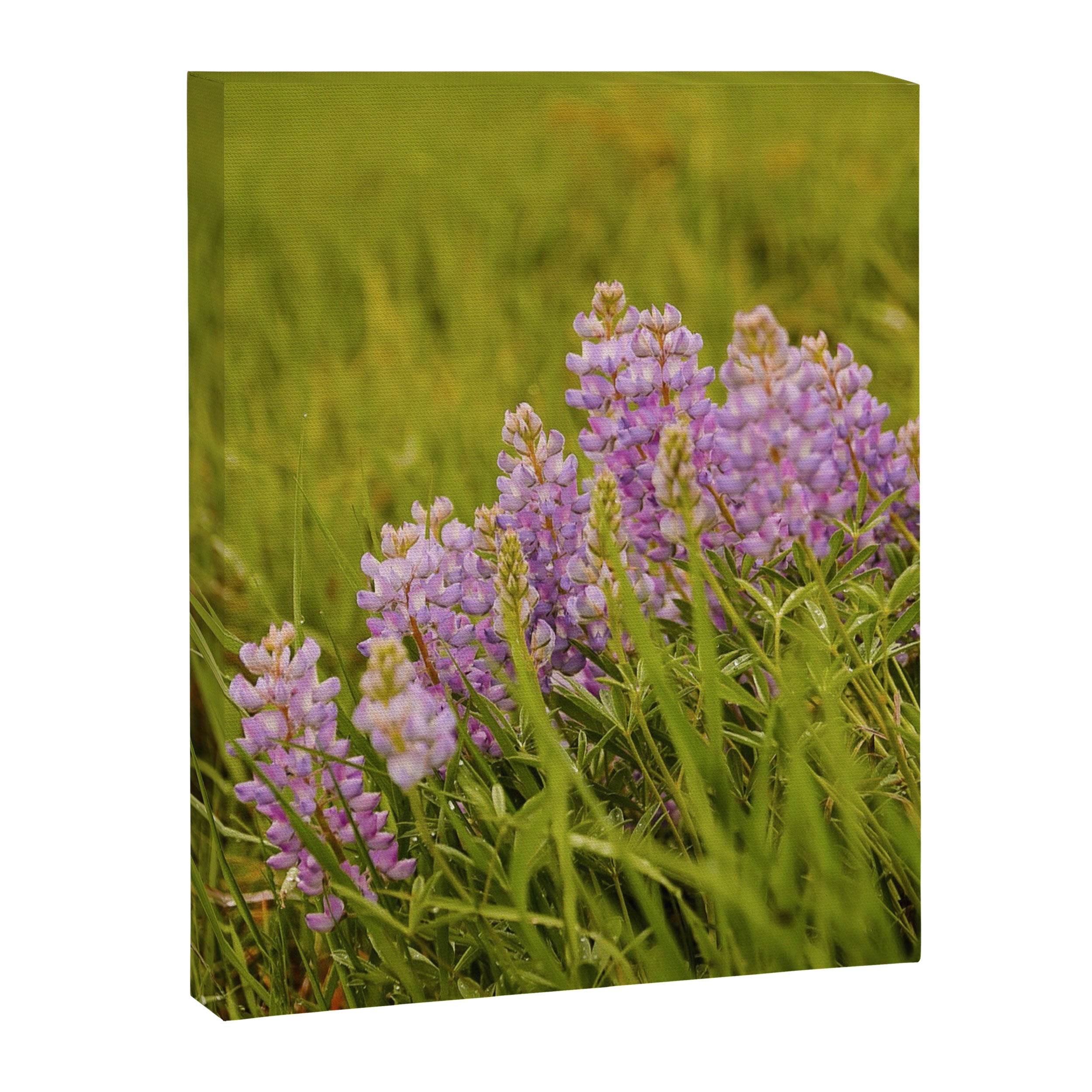 Wyoming Lupine II Canvas Print Gallery Image 6