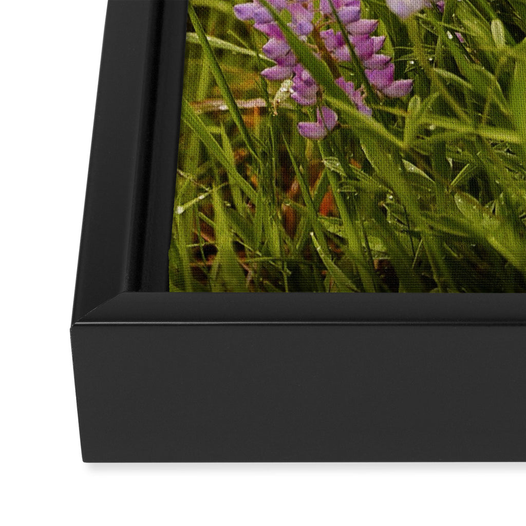 Wyoming Lupine II Framed Canvas Print Gallery Image 3