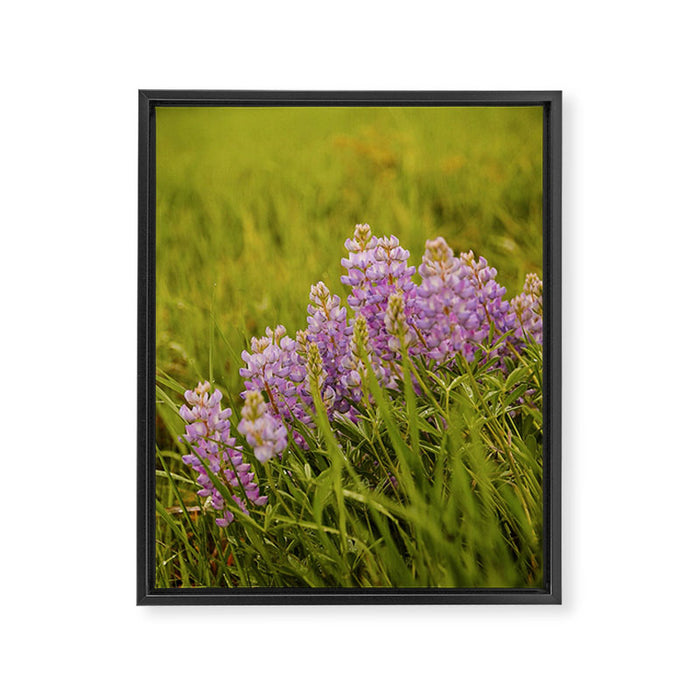Wyoming Lupine II Framed Canvas Print Gallery Image 1