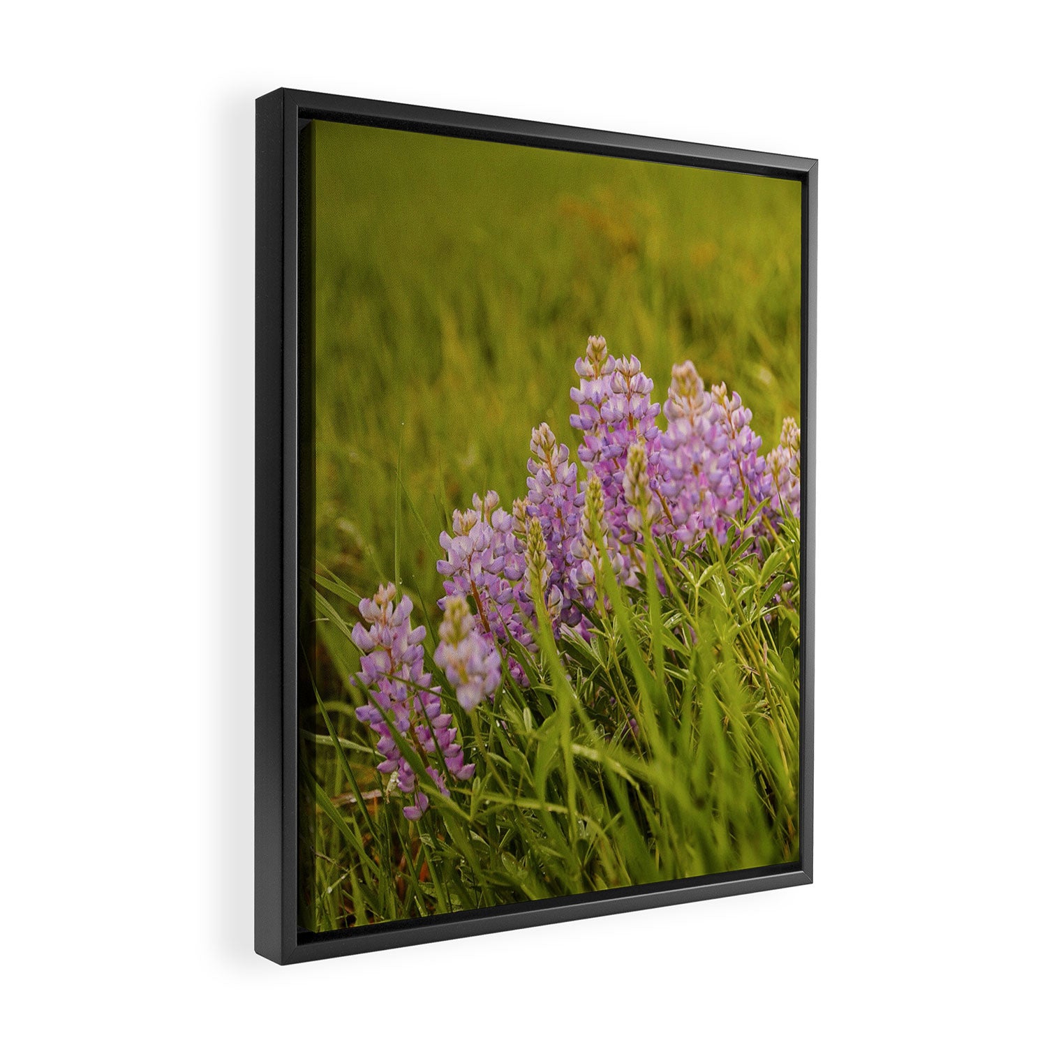 Wyoming Lupine II Framed Canvas Print Gallery Image 2
